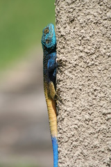 Acanthocercus ugandaensis