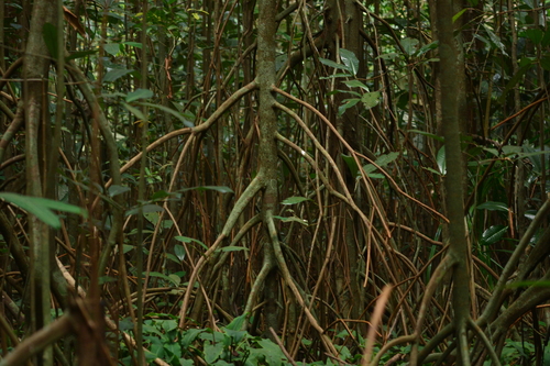 Image of Myristica fatua by no rights reserved