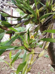 Maxillaria variabilis