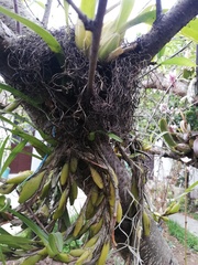 Maxillaria variabilis