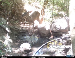 Odocoileus virginianus sinaloae