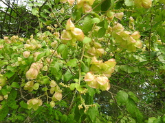 Cardiospermum corindum