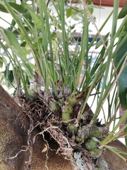 Encyclia bractescens