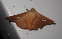 Banisia