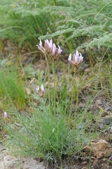 Astragalus angustissimus