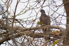 Columba palumbus