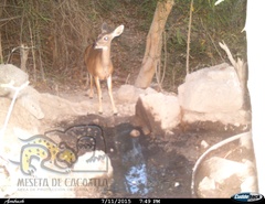 Odocoileus virginianus sinaloae