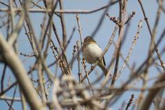 Fringilla montifringilla