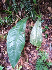Anthurium urvilleanum