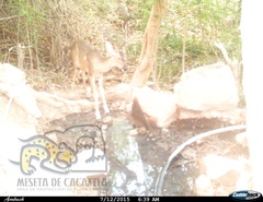 Odocoileus virginianus sinaloae