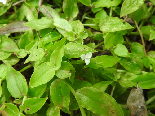 Image of Callisia cordifolia by (c) Juan Cruzado Cortés, some rights reserved (CC BY-SA)