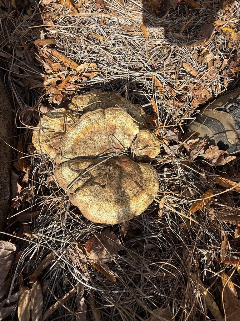 Ganoderma curtisii · November 2025 · photo: © wiregrasser (iNaturalist, cc-by)