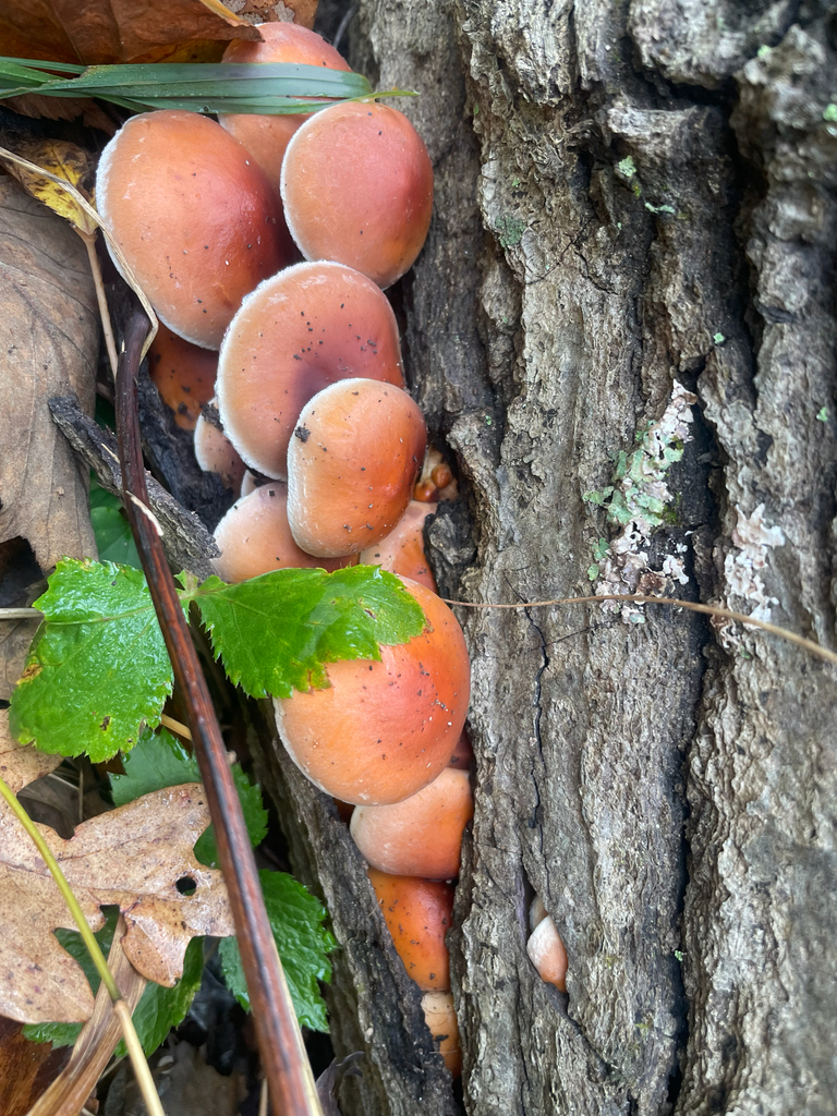 Hypholoma lateritium · November 2025 · photo: © skatepunk (iNaturalist, cc0)