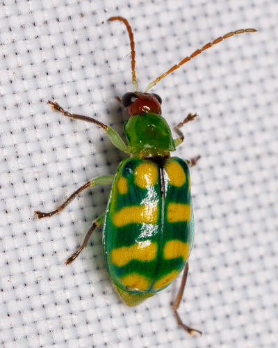 Banded Cucumber Beetle