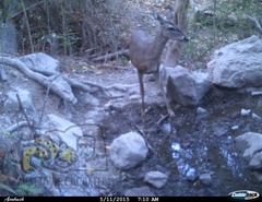 Odocoileus virginianus sinaloae