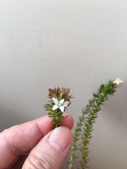 Wahlenbergia calcarea