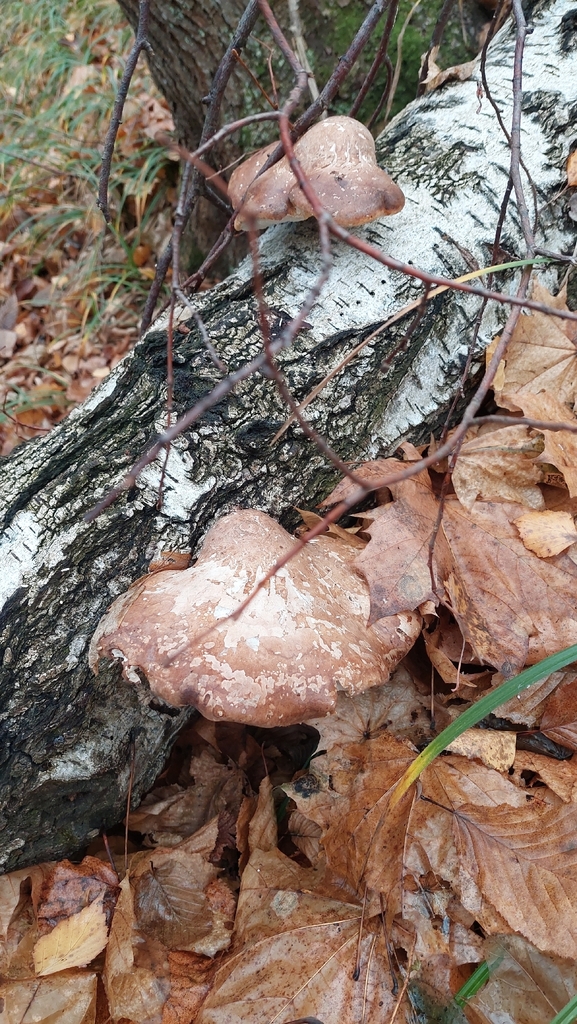 Fomitopsis betulina · November 2025 · photo: © viktorstrenada (iNaturalist, cc-by)