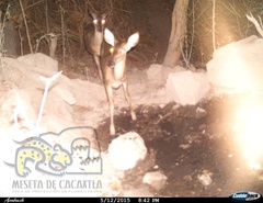 Odocoileus virginianus sinaloae