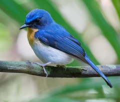 Cyornis sumatrensis