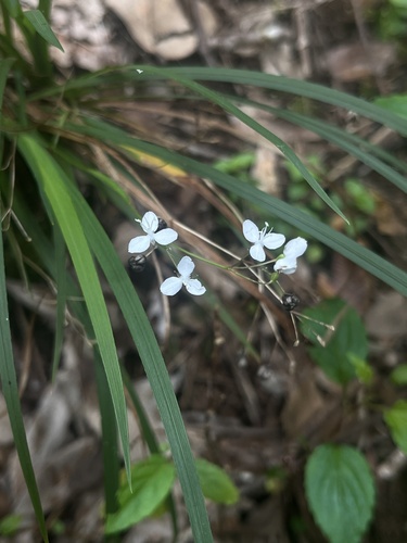 Libertia tricocca, photograph 2