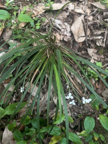 Libertia tricocca, photograph 3