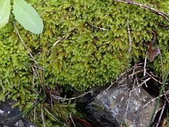 Scorpiurium circinatum