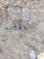 Zecicindela helmsi