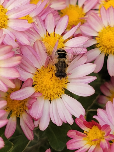 Eurasian Drone Fly photo 6