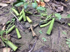 Neoalsomitra clavigera