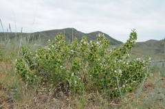 Lagochilus platycalyx