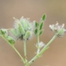Astragalus filicaulis - Photo (c) vladimir_epiktetov, alguns direitos reservados (CC BY-NC), uploaded by vladimir_epiktetov