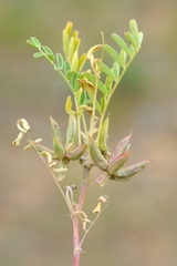 Astragalus oxyglottis