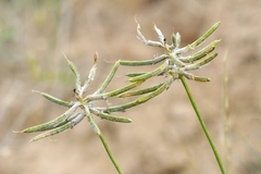 Astragalus arbuscula