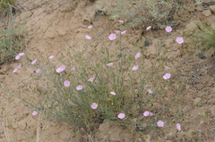 Convolvulus pseudocantabrica