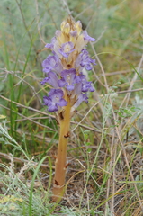 Orobanche amoena