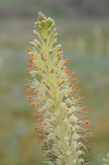 Eremurus fuscus