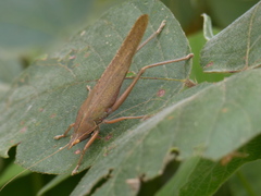 Pyrgocorypha
