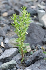 Callipeltis cucullaris