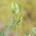 Astragalus vicarius - Photo (c) vladimir_epiktetov, algunos derechos reservados (CC BY-NC), subido por vladimir_epiktetov