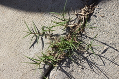 Cynodon dactylon dactylon