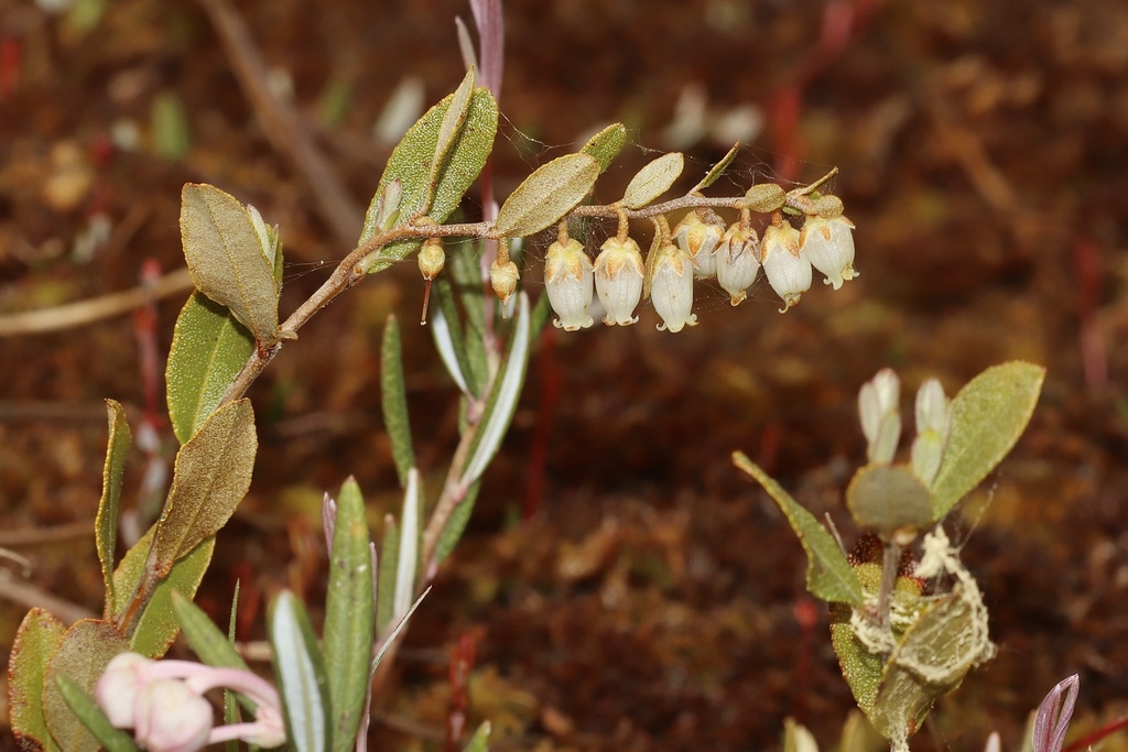 leatherleaf from Hudson Bay No. 394, SK, CA on June 5, 2025 at 10:54 AM ...