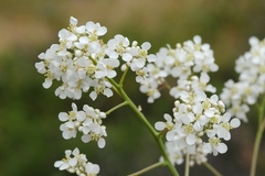 Stubendorffia orientalis