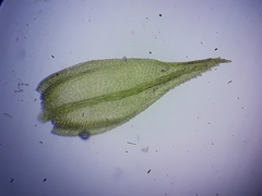 Scorpiurium circinatum