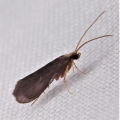 Annulipalpia
