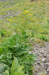 Inula grandis