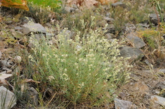 Silene brahuica