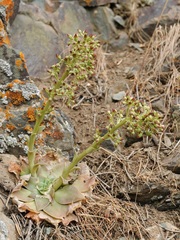 Rosularia glabra