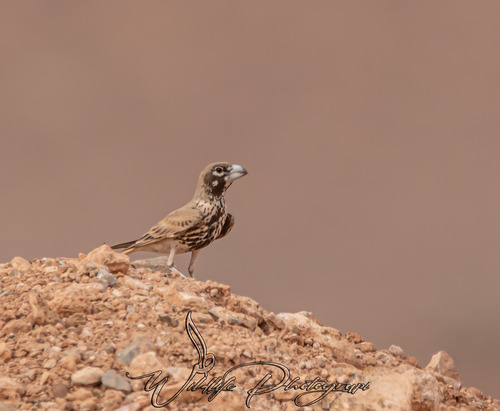 Thick-billed Lark