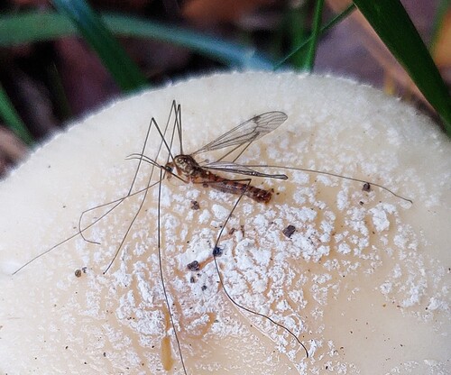 Unknown species found near Mountain Park, GA, USA
