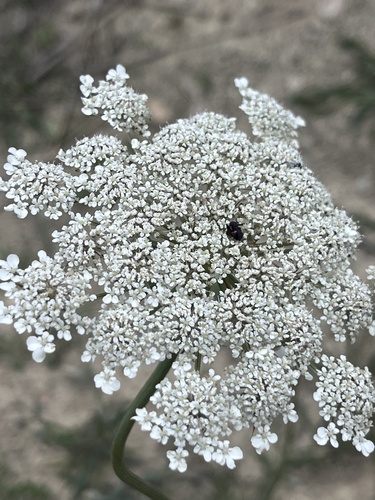 wild carrot